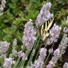 Long Blooming Lavender Collection 1 Long Blooming Lavender Collection -Outdoor Garden Care Shop linda bosshart western swallowtail butterfly miss katherine lavender
