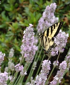Long Blooming Lavender Collection
