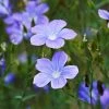Spanish Blue Flax (Linum) 1 Spanish Blue Flax (Linum) -Outdoor Garden Care Shop linum narbonense spanish blue flax 2 cropped