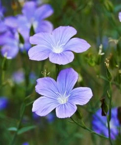 Spanish Blue Flax (Linum)