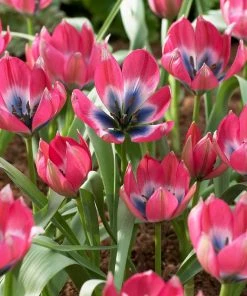 Magic Carpet Bulb Collection -Outdoor Garden Care Shop little beauty wildflower tulip cropped
