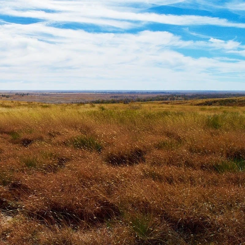Western Trails Native Grass Seed Mix 3 Western Trails Native Grass Seed Mix