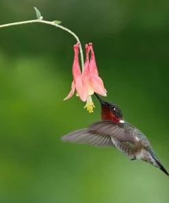 Little Lanterns Columbine 13 Little Lanterns Columbine -Outdoor Garden Care Shop little lanters columbine hummingbird