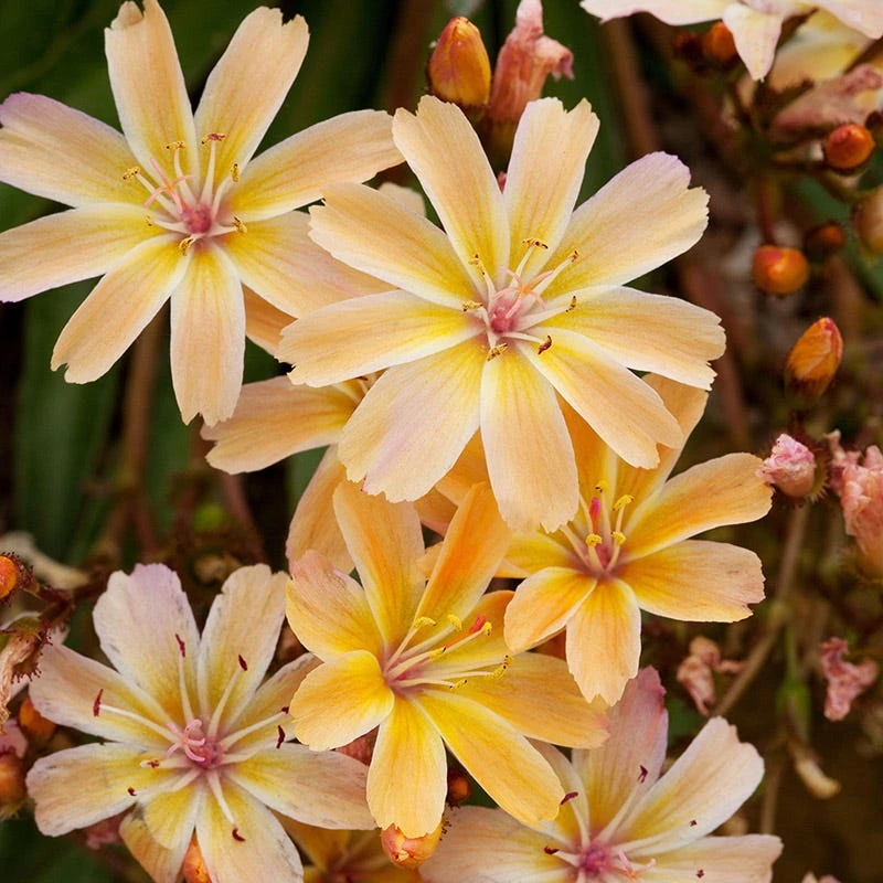 Little Peach Lewisia 4 Little Peach Lewisia - Image 2