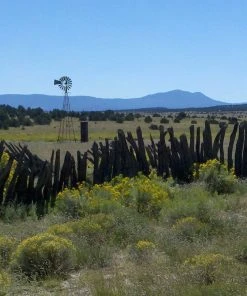 Little Prairie Native Wildflower Seed Mix -Outdoor Garden Care Shop little prairie mix bouteloua gracilis meadow