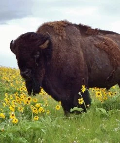 Little Prairie Native Wildflower Seed Mix -Outdoor Garden Care Shop little prairie wildflowers with bison