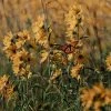 Little Prairie Native Wildflower Seed Mix -Outdoor Garden Care Shop little prairie wildflowers with monarch flowers
