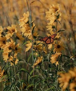 Little Prairie Native Wildflower Seed Mix