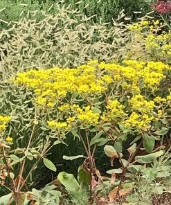 Little Rascal Sulphur Buckwheat