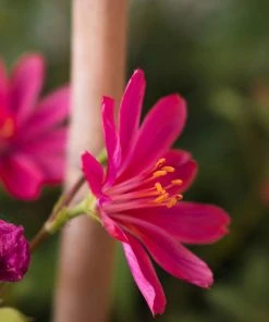 Little Raspberry Lewisia -Outdoor Garden Care Shop little raspberry lewisia 2