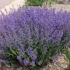 Little Trudy® Nepeta -Outdoor Garden Care Shop little trudy nepeta bush undaunted garden 1