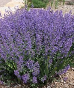 Little Trudy® Nepeta
