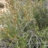 Littleleaf Mountain Mahogany (Cercocarpus) -Outdoor Garden Care Shop littleleaf mountain mahogany cercocarpus shrubs