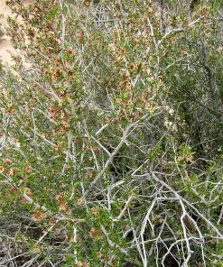 Littleleaf Mountain Mahogany (Cercocarpus)