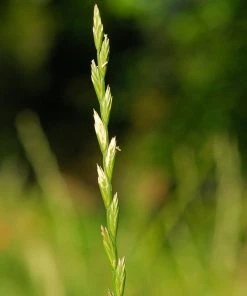 Western Trails Native Grass Seed Mix 15 Western Trails Native Grass Seed Mix -Outdoor Garden Care Shop lolium perenne cropped 2