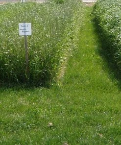 Outdoor Garden Care Shop 31 Annual Rye Grass Seeds