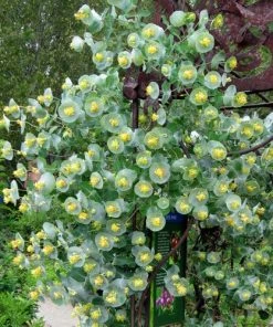 Kintzley's Ghost® Honeysuckle Vine