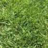 Low Work And Water Dwarf Fescue Grass Seed -Outdoor Garden Care Shop low work water 2 cropped