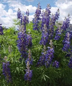 High Country Meadow Native Wildflower Seed Mix -Outdoor Garden Care Shop lupine mountainside