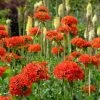 Maltese Cross (Silene) -Outdoor Garden Care Shop lychnis chalcedonica 1