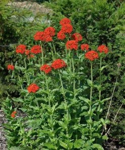 Maltese Cross (Silene) -Outdoor Garden Care Shop lychnis chalcedonica 3