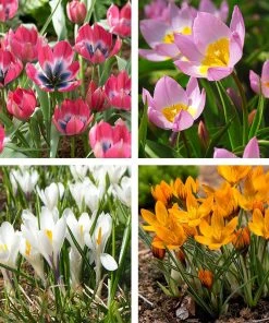 Magic Carpet Bulb Collection -Outdoor Garden Care Shop magic carpet bulb coll 3 2 23
