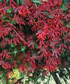 Major Wheeler Honeysuckle Vine