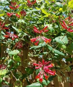 Major Wheeler Honeysuckle Vine -Outdoor Garden Care Shop major wheeler honeysuckle vine 3 1