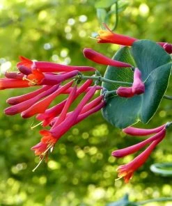 Major Wheeler Honeysuckle Vine -Outdoor Garden Care Shop major wheeler honeysuckle vine c