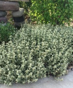 Silver Edged Horehound (Marrubium) -Outdoor Garden Care Shop marrubium rotundifolium silver edged horehound cindy jewell 2