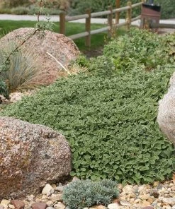 Silver Edged Horehound (Marrubium) -Outdoor Garden Care Shop marrubium rotundifolium plant select cropped