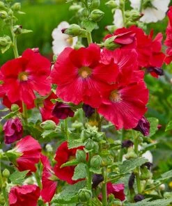 Mars Magic Single Hollyhock 8 Mars Magic Single Hollyhock -Outdoor Garden Care Shop mars magic single hollyhock alcea rosea walters garden flowers