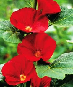 Mars Magic Single Hollyhock 9 Mars Magic Single Hollyhock -Outdoor Garden Care Shop mars magic single hollyhock alcea mars magic