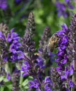 May Night Salvia -Outdoor Garden Care Shop may night savlia bee
