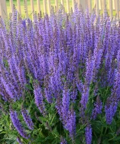 May Night Salvia -Outdoor Garden Care Shop may night savlia walters gardens