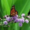 Meadow Blazing Star (Liatris) -Outdoor Garden Care Shop meadow blazing star monarch on liatris ligulistylus
