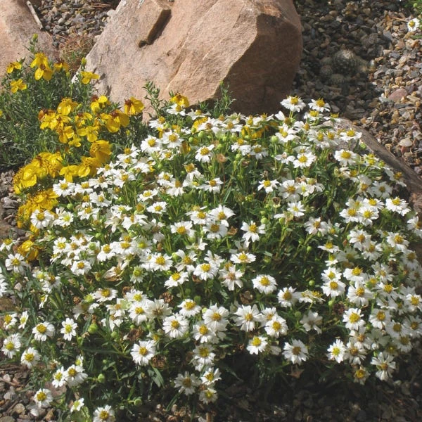 Blackfoot Daisy (Melampodium) 4 Blackfoot Daisy (Melampodium) - Image 2