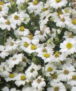 Blackfoot Daisy (Melampodium) 8 Blackfoot Daisy (Melampodium) -Outdoor Garden Care Shop melampodium leucanthemum close up 1