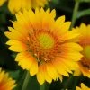 Mesa™ Peach Gaillardia -Outdoor Garden Care Shop mesa peach gaillardia garden flower bloom