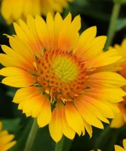 Gaillardia Collection (Blanket Flower)