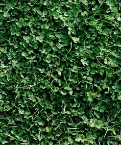 Microclover & Low-Water Lawn Seed Mix -Outdoor Garden Care Shop microclover grass