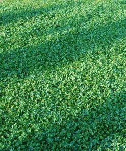Microclover Seed (Pelleted)