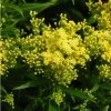 Little Lemon Goldenrod (Solidago) -Outdoor Garden Care Shop mike davy solidago little lemon goldenrod 1 1