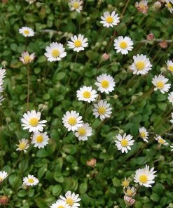 Serene Shade Pre-Planned Garden -Outdoor Garden Care Shop mini mat daisy