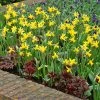 Tete-a-Tete Miniature Daffodil -Outdoor Garden Care Shop miniature daffodil tete a tete 39046 1 web