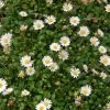 Miniature Mat Daisy (Bellium) -Outdoor Garden Care Shop miniature mat daisy