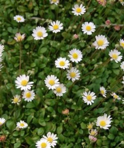 Miniature Mat Daisy (Bellium)