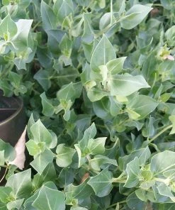 Wild Four O'Clock (Mirabilis) 8 Wild Four O'Clock (Mirabilis) -Outdoor Garden Care Shop mirabilis multiflora foliage cropped