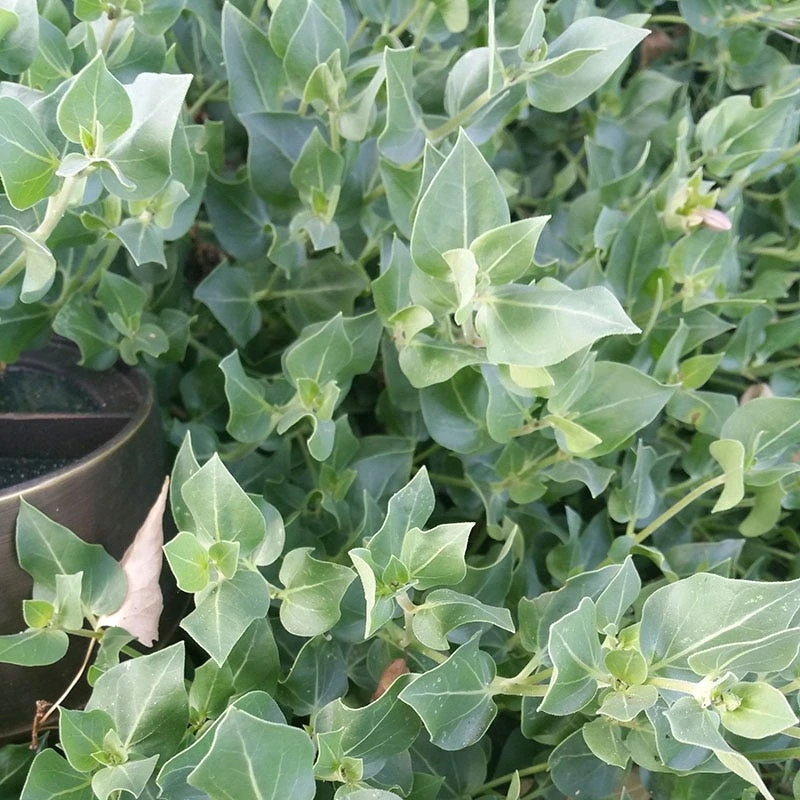 Wild Four O'Clock (Mirabilis) 5 Wild Four O'Clock (Mirabilis) - Image 3