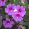 Wild Four O'Clock (Mirabilis) -Outdoor Garden Care Shop mirablis multiflora 70345 1 web